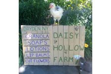 Logo for Daisy Hollow Farm Logo for Daisy Hollow Farm