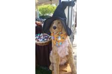 Logo for Home Sweet Home Collection Logo for Home Sweet Home Collection