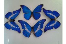 Logo for Limmer Butterfly Designs Logo for Limmer Butterfly Designs